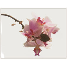 Fine Art Print in Fotoqualität hinter Acrylglas "Getrocknete Orchidee"