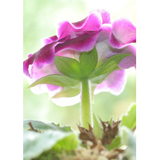 Hochwertige Leinwand "Blume pink / grün"