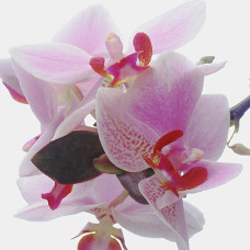 Postkarte "Orchidee weiß / pink"